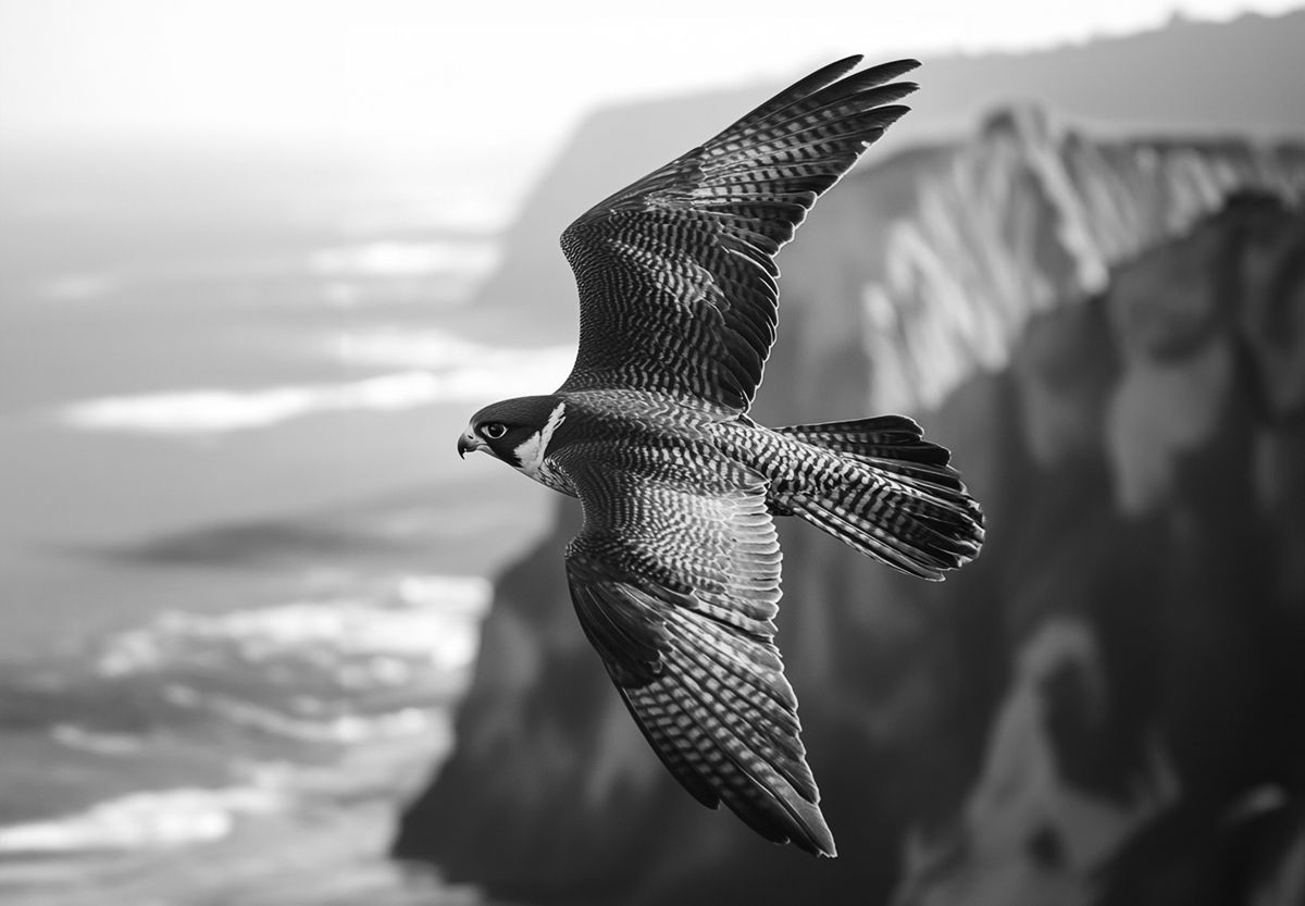 Peregrine falcon
